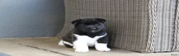 American Akita honden te koop: Te koop puppy American Akita met stamboom - Advertentie 3