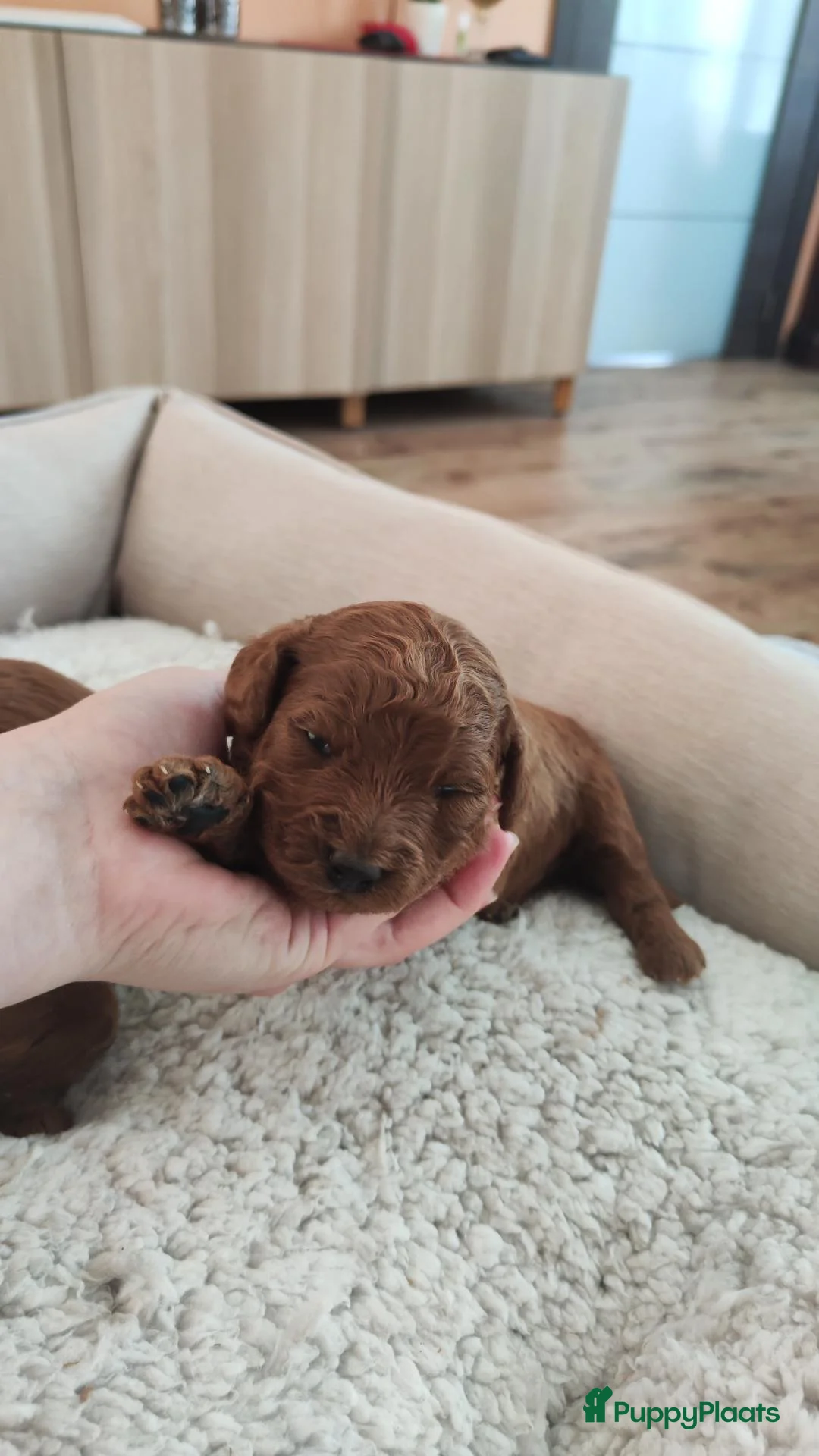 Kruising honden te koop: Dwergpoedels puppy's 🥰 - Advertentie 2
