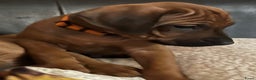 Rhodesian Ridgeback honden te koop: Rhodesian Ridgeback pups met stamboom - Advertentie 4