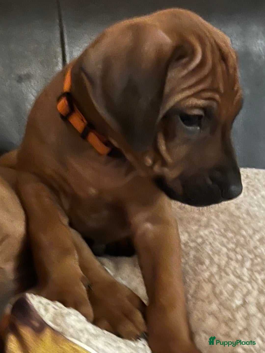 Rhodesian Ridgeback honden te koop: Rhodesian Ridgeback pups met stamboom - Advertentie 4