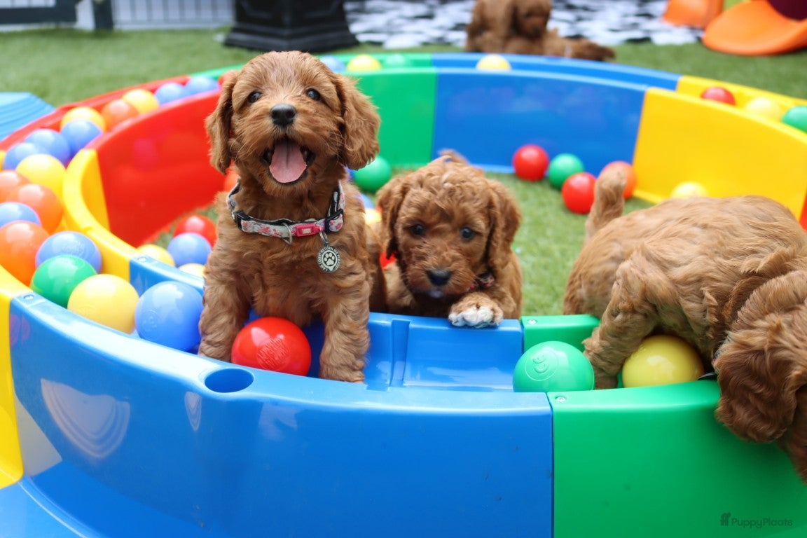 Australian Labradoodle honden te koop:  6 lieve Mini/medium Australian labradoodle pups - Advertentie 25