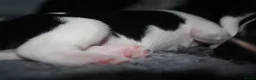 Nederlandse Schapendoes honden te koop: Nederlandse schapendoes - Advertentie 6