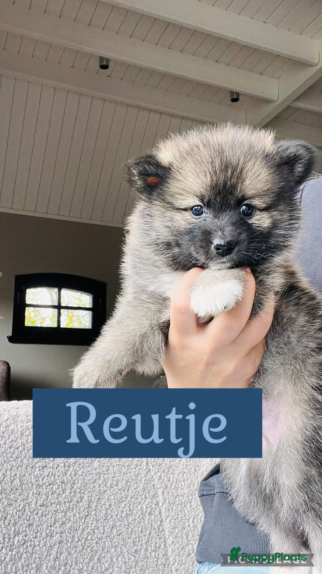 Pomsky honden te koop: Pomsky pups  - Advertentie 7