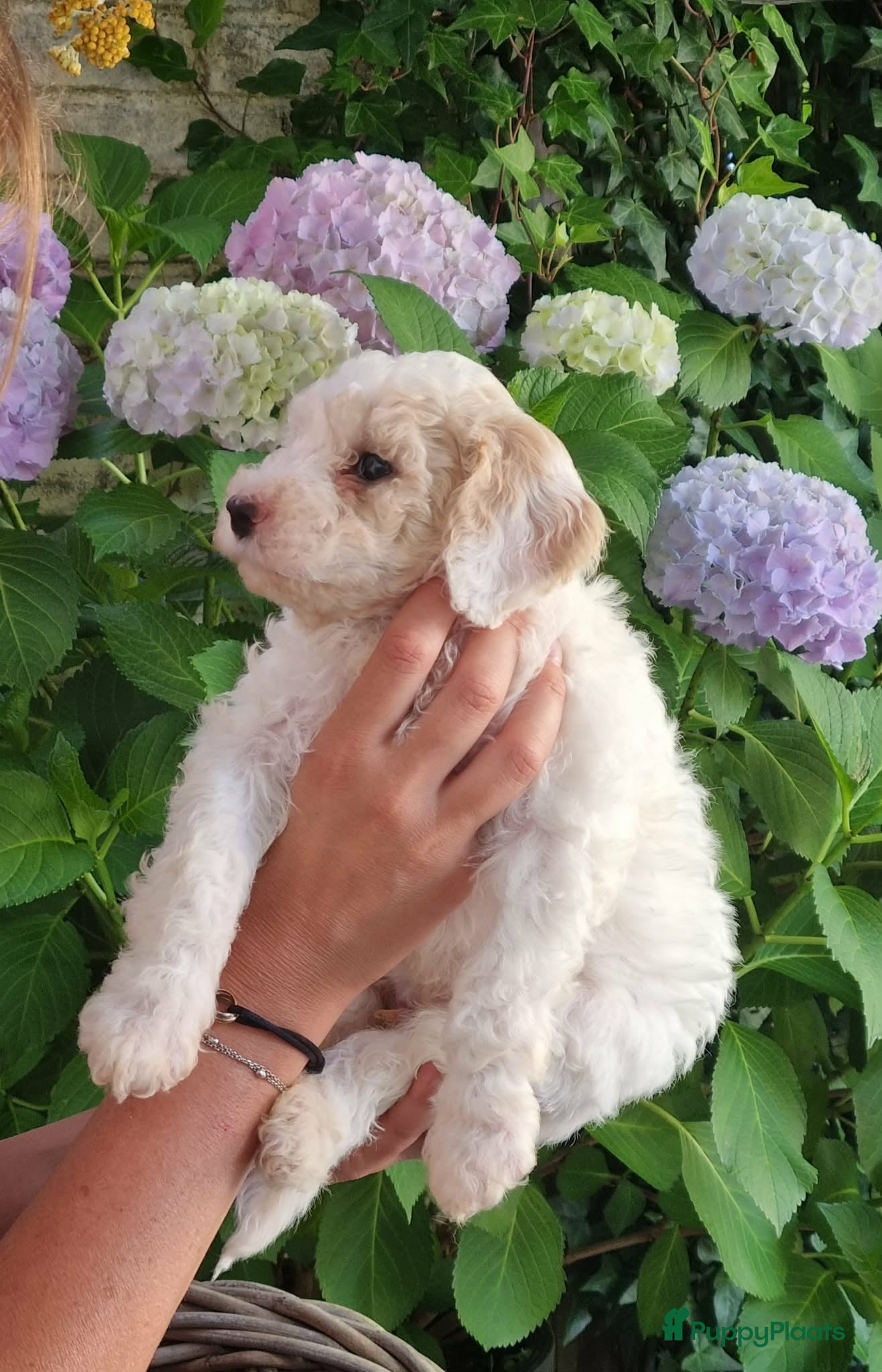 Australian Labradoodle honden Australian Labradoodle pups - Advertentie 1