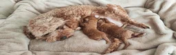 Kruising honden te koop: Dwergpoedels puppy's 🥰 - Advertentie 9