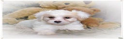 Maltipoo honden te koop: Maltipoo teefje - Advertentie 5