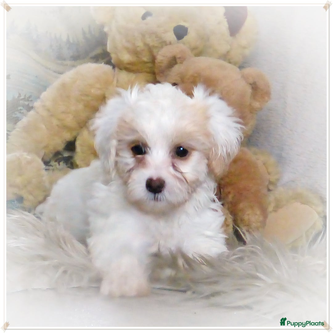 Maltipoo honden te koop: Maltipoo teefje - Advertentie 5