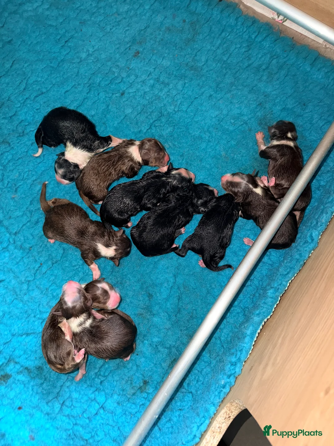 Australian Shepherd honden te koop: Australian shepherd pups  - Advertentie 8