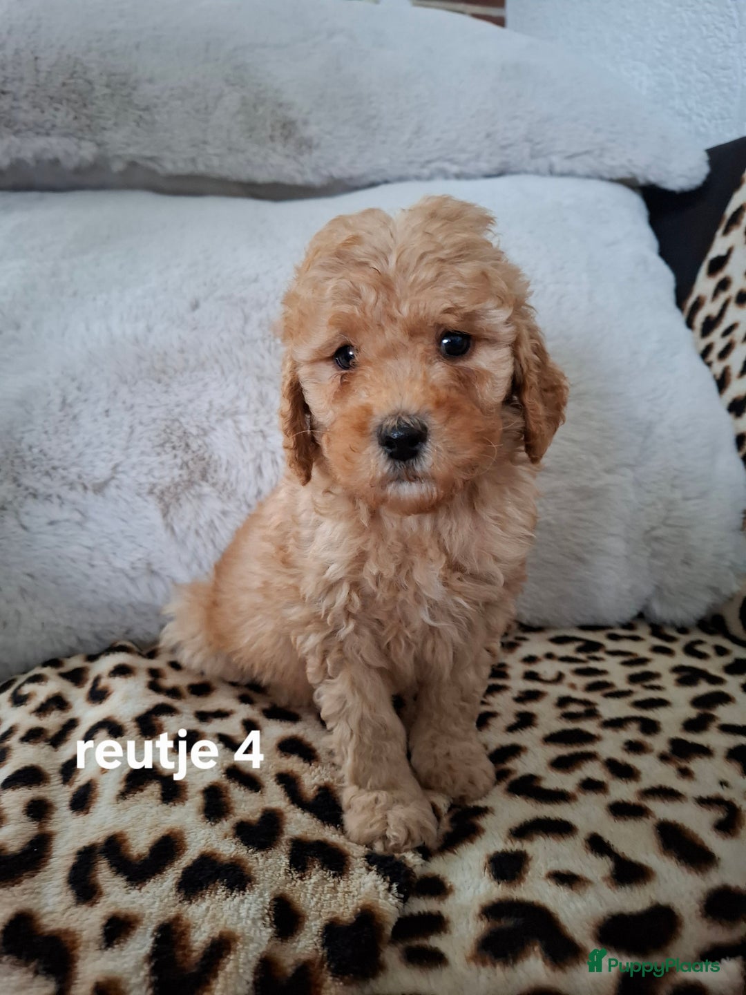 Labradoodle honden te koop: Labradoodle pups kleine  medium  - Advertentie 16