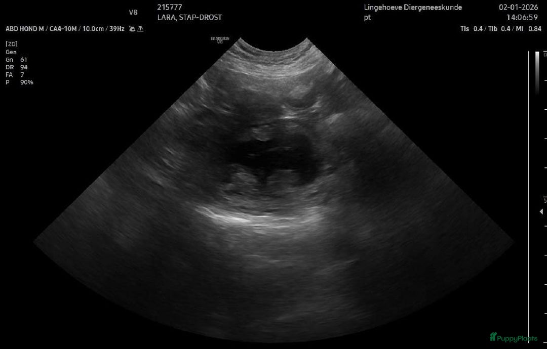 Labrador Retriever honden te koop: Verwacht labradorpups – voorjaar 2026 - Advertentie 5