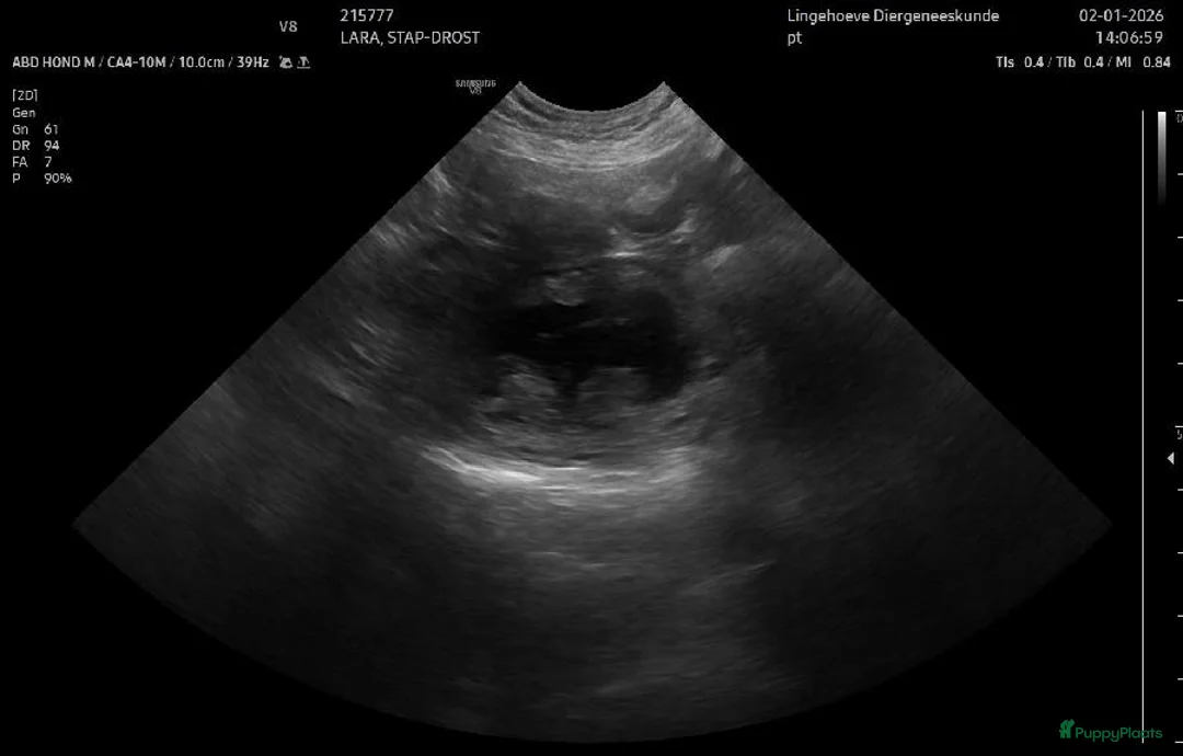 Labrador Retriever honden te koop: Verwacht labradorpups – voorjaar 2026 - Advertentie 5