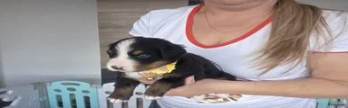 Berner Sennenhond Puppy 5
