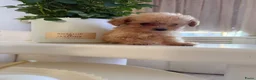 Poedel Toy honden te koop: Toy pooedel teefjes  - Advertentie 10