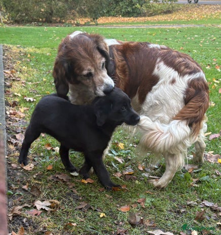 Kruising honden Labradoedel/friese stabij - Advertentie 1