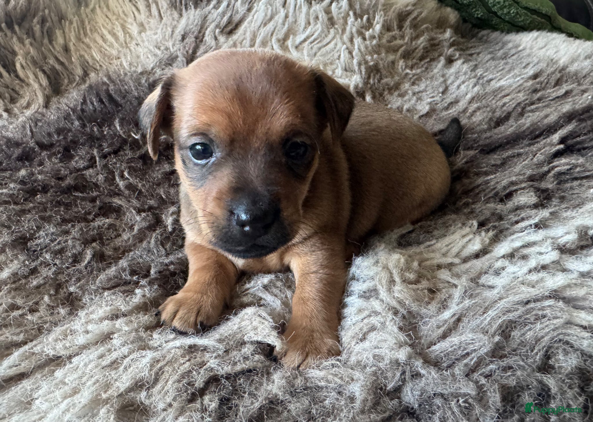 Jack Russel Terriër honden *** Jack Russel Pups *** - Advertentie 1