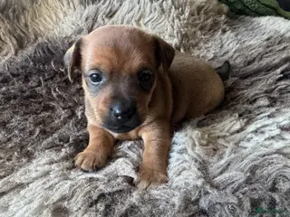 Jack Russel Terriër honden *** Jack Russel Pups *** - Advertentie 1