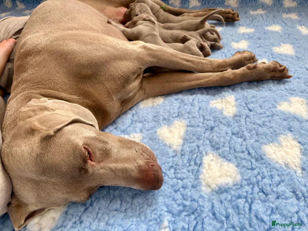 Weimarse Staande Hond korthaar honden te koop: Mooie Weimaraner pups uit mooie werklijn - Advertentie 2