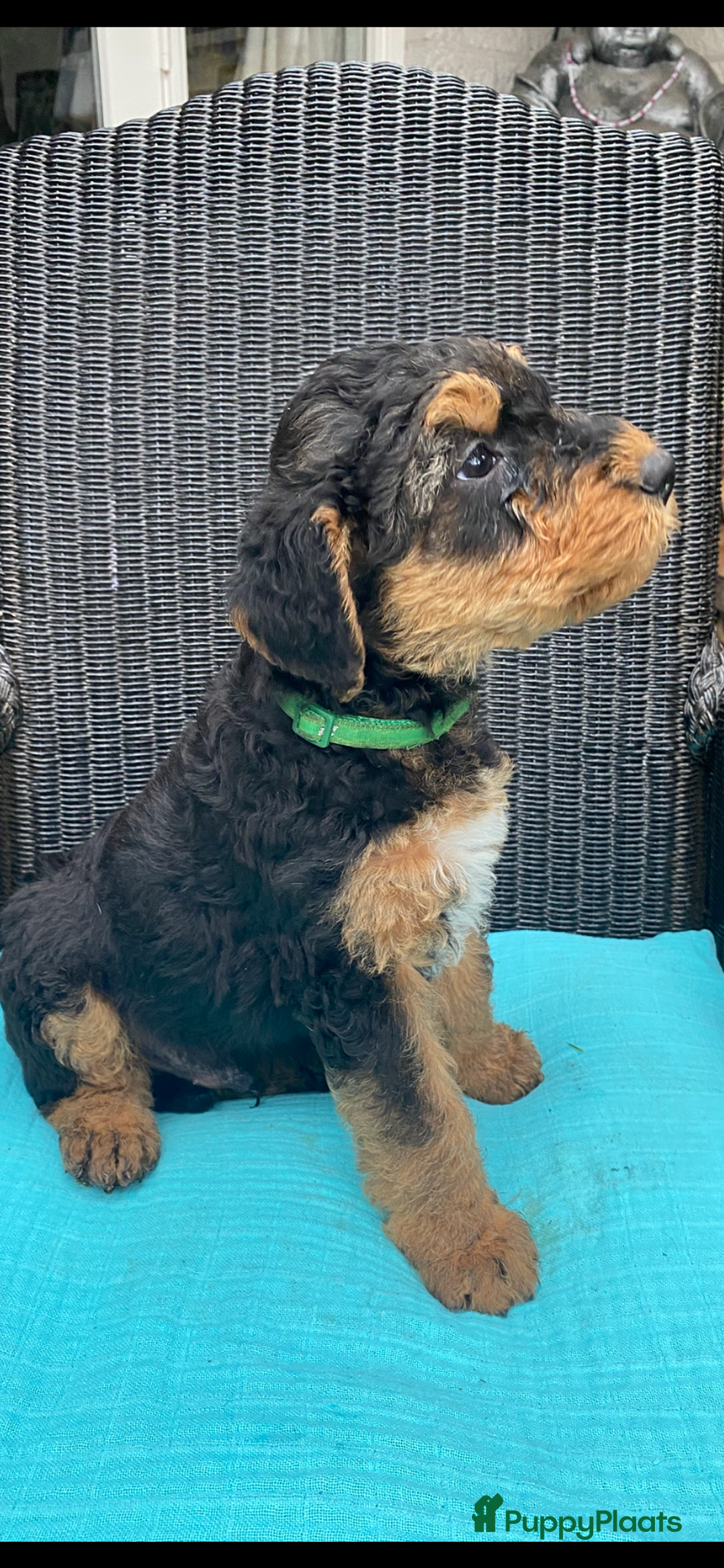 Airedale Terriër honden te koop: Airedale terriër pups  - Advertentie 33
