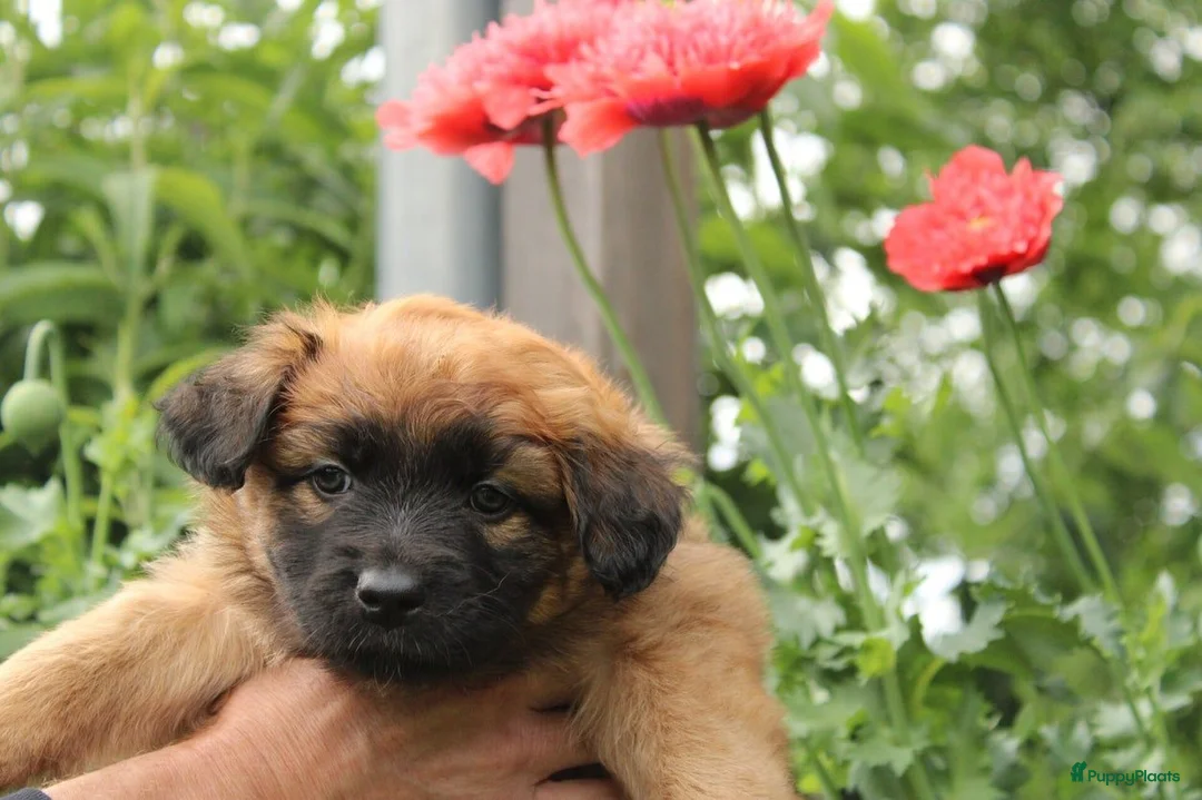 Duitse Herder honden ter adoptie: Baskische herder teefje zoekt gastgezin - Advertentie 2
