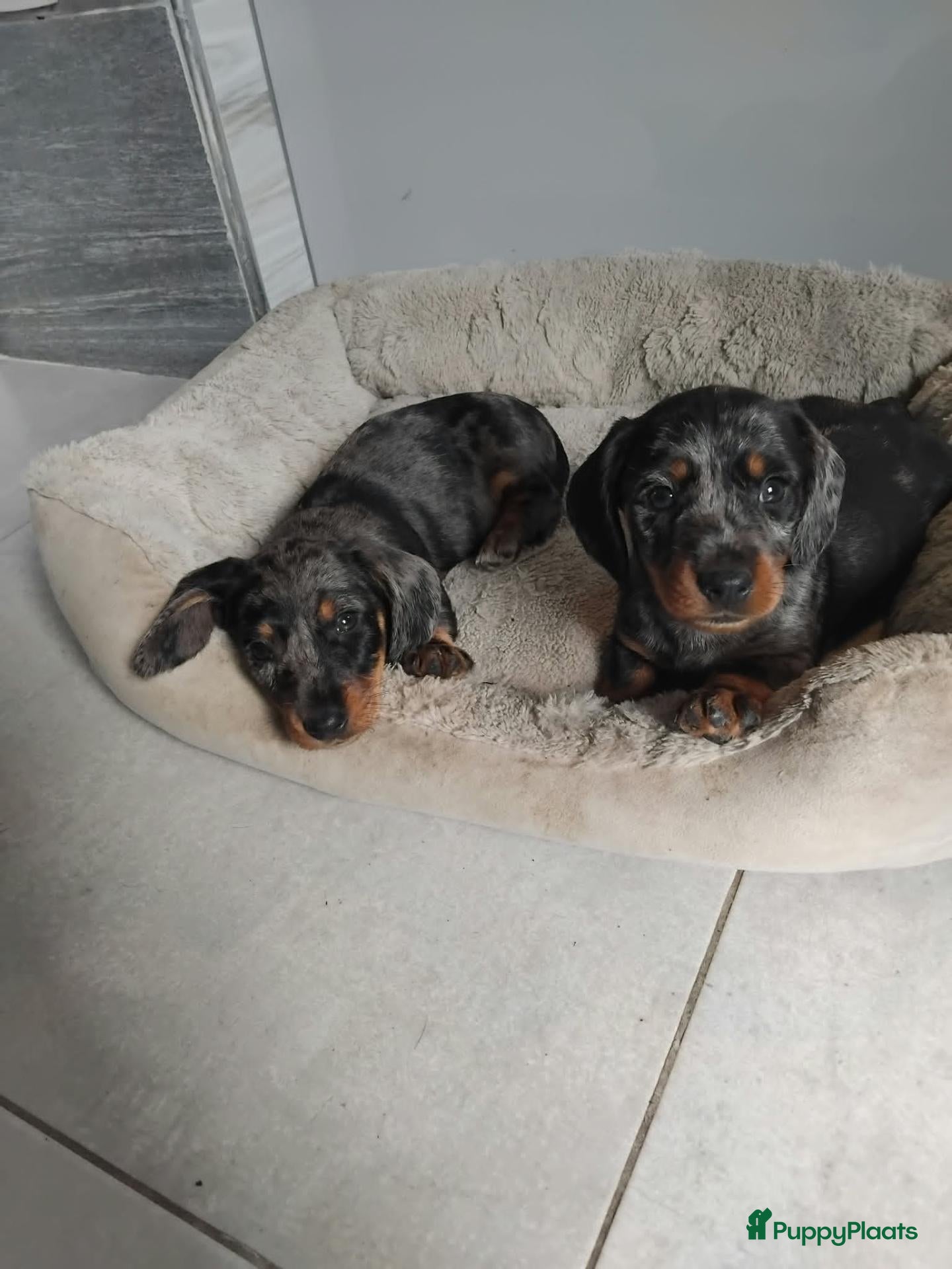 Teckel (korthaar)  honden Dwerg Teckel Pups. - Advertentie 1