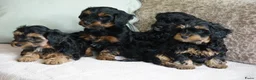Kruising honden te koop: Maltipoo black & tan  een zwart met witte bles - Advertentie 15