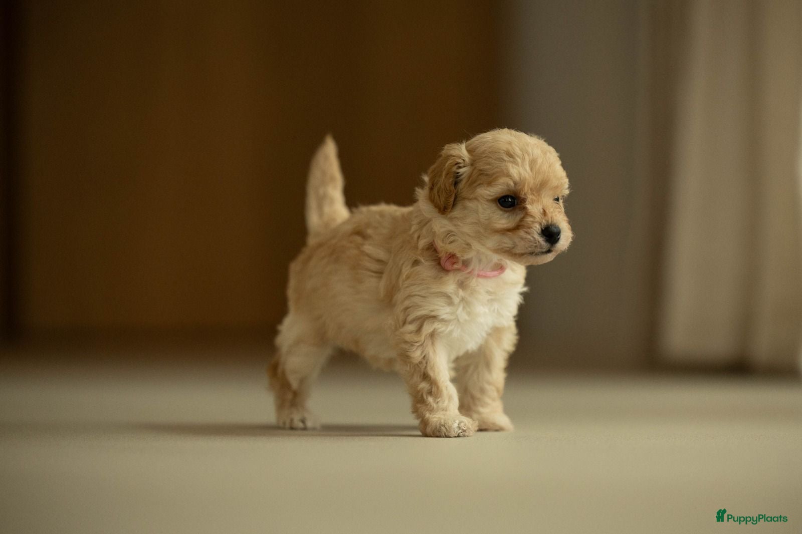 Kruising honden Prachtige doodle/maltipoo pups - Advertentie 2