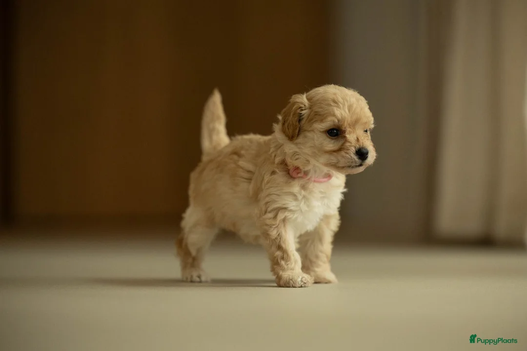 Kruising honden te koop: Prachtige doodle/maltipoo pups in Veenendaal - Advertentie 2