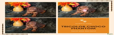Tricolor Choco Phantom