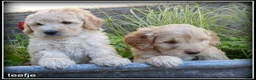 Labradoodle honden te koop: Labradoodle medium pups - Advertentie 6