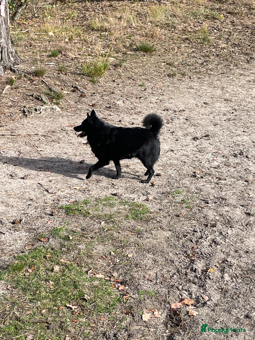 Schipperke honden te koop: U 2 cac in Schaijk - Advertentie 1