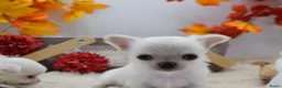 Chihuahua honden te koop: FCI stamboom Chihuahua pups  - Advertentie 2
