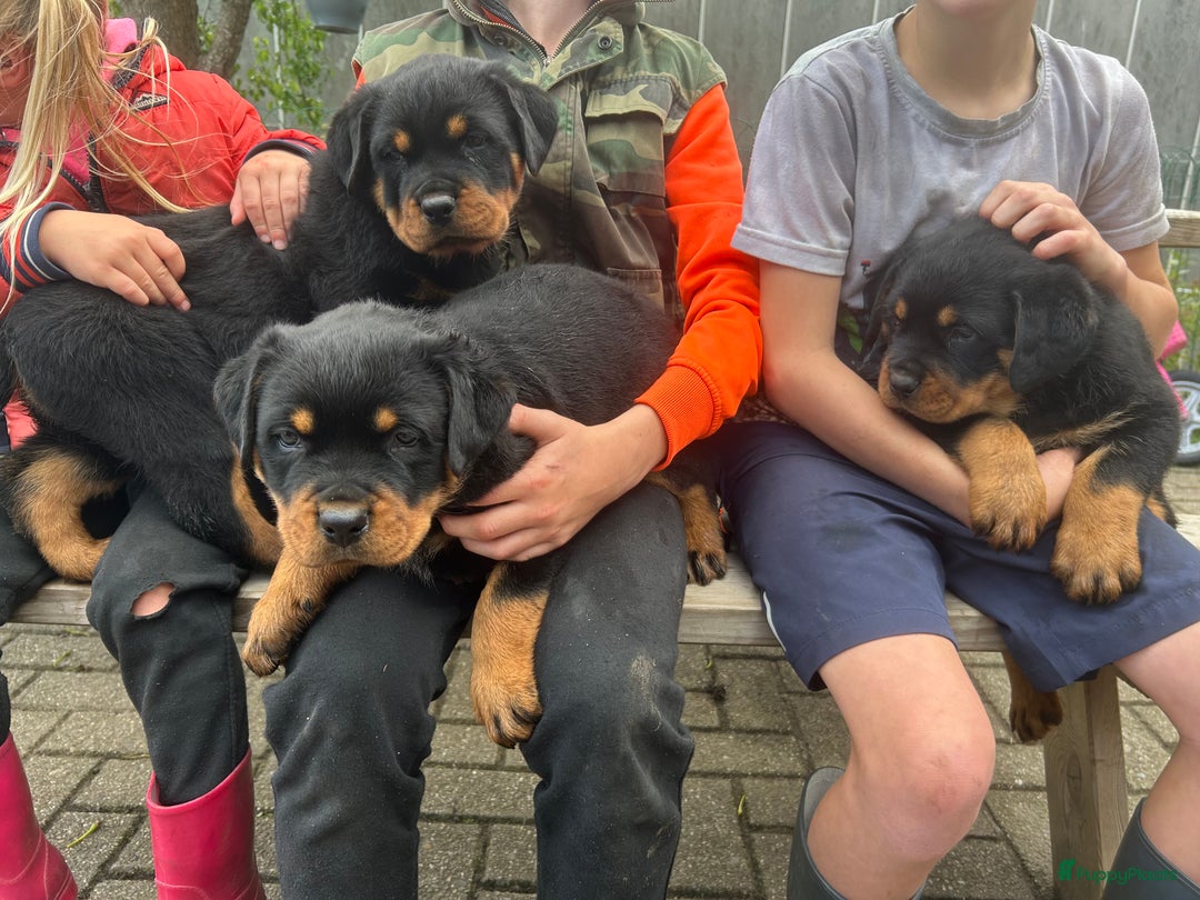 Rottweiler honden te koop: Rottweiler puppy met stamboom in IJsselmuiden - Afbeelding 7