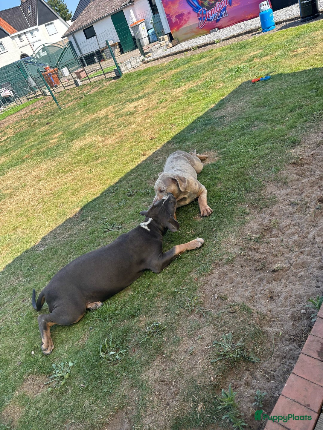 Amerikaanse Bully honden te koop: Laatste american bully XL teefje  - Afbeelding 6