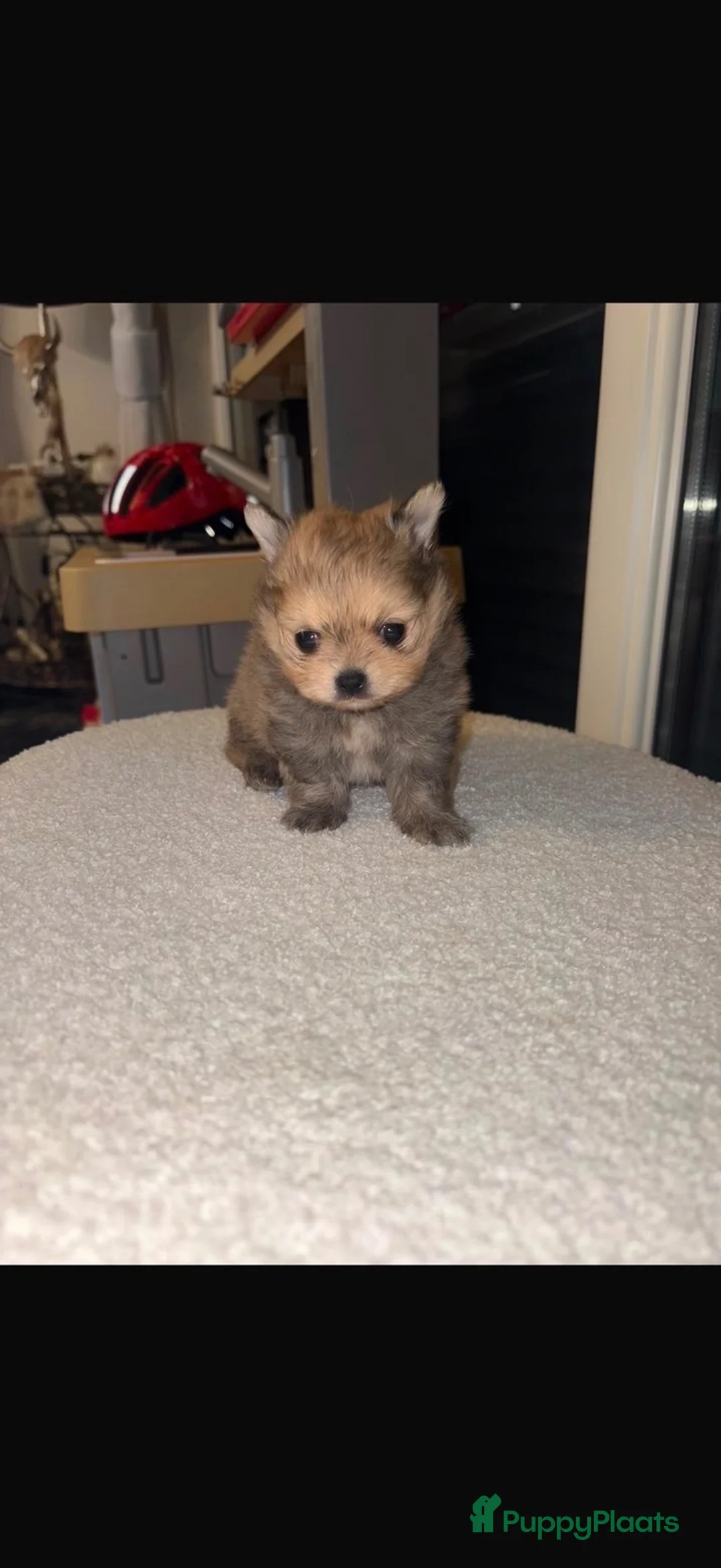 Pomchi honden te koop: Pompchi pup reutje in Uden - Advertentie 1