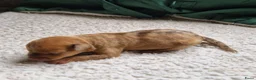 Dwergpinscher honden te koop: Dwergpinschers pups te koop - Advertentie 7