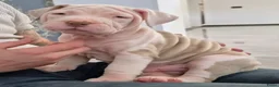 Amerikaanse Bully honden ter dekking: American Bully XL dekreu  - Advertentie 25