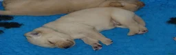 Goldador honden te koop: Prachtige Goldador pups - Advertentie 12
