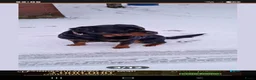 Kruising honden te koop: Rottweiler x RottweilerxBullyXL - Advertentie 13