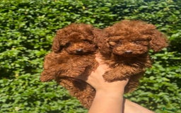 Poedel Toy honden te koop: 🐾Toy poedel, toy poodle, mini poedel, toypoedel🐾 - Afbeelding 2
