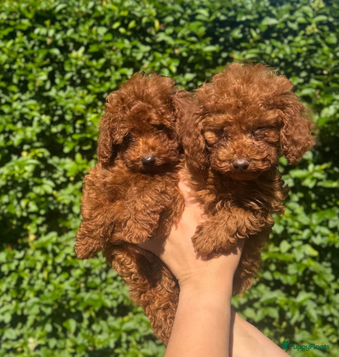 Poedel Toy honden te koop: 🐾Toy poedel, toy poodle, mini poedel, toypoedel🐾 - Afbeelding 2