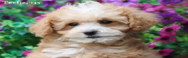 Maltipoo Puppy 3