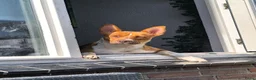 Kruising honden te koop: 6 mix pups in Oosterhout - Advertentie 5