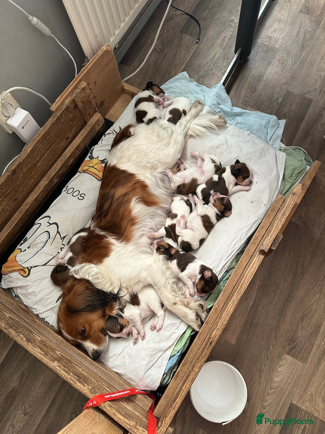 Kooikerhondje honden te koop: Kooiker pups  - Afbeelding 1