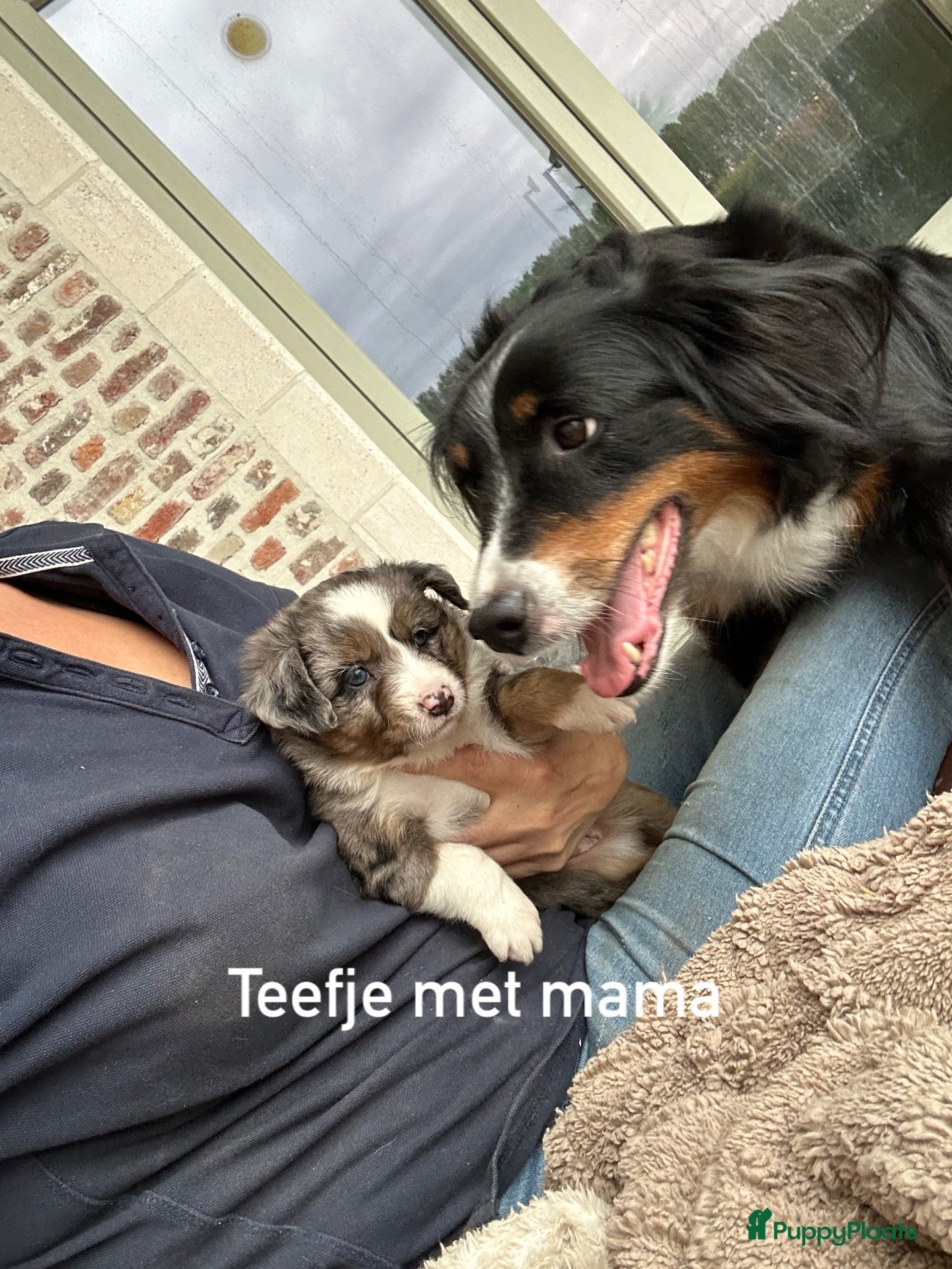 Miniature American Shepherd honden Miniatuur American shepherd pupjes  - Advertentie 5