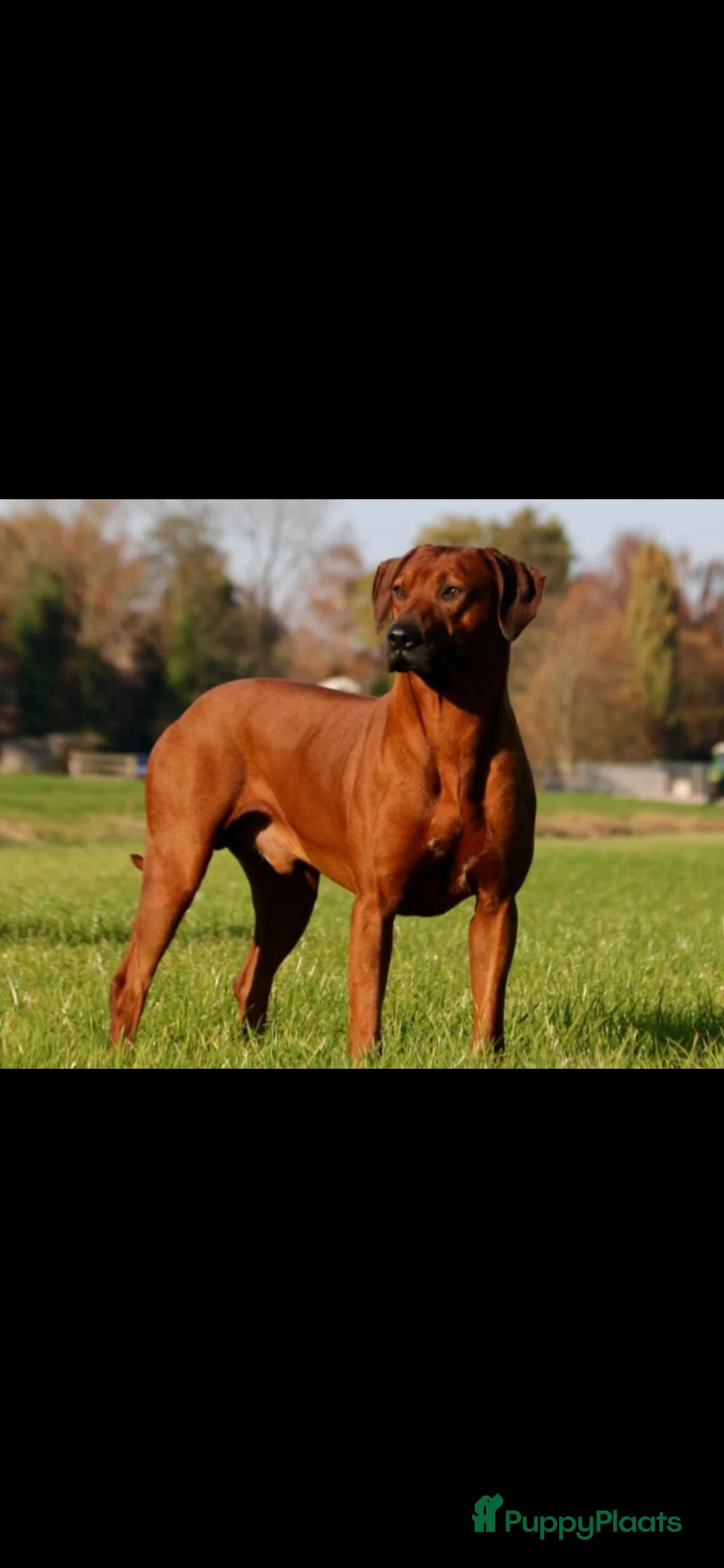 Rhodesian Ridgeback honden te koop: Nest verwachting Kennel Majaliwa - Advertentie 6