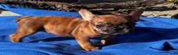 Franse Bulldog honden te koop: Prachtige Franse bulldog pups  - Advertentie 2