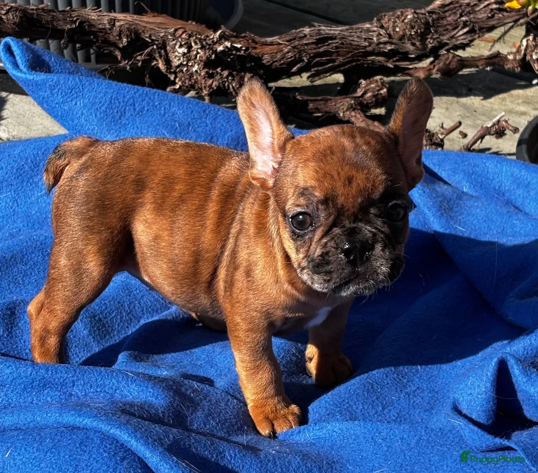 Franse Bulldog honden te koop: Prachtige Franse bulldog pups  - Advertentie 2