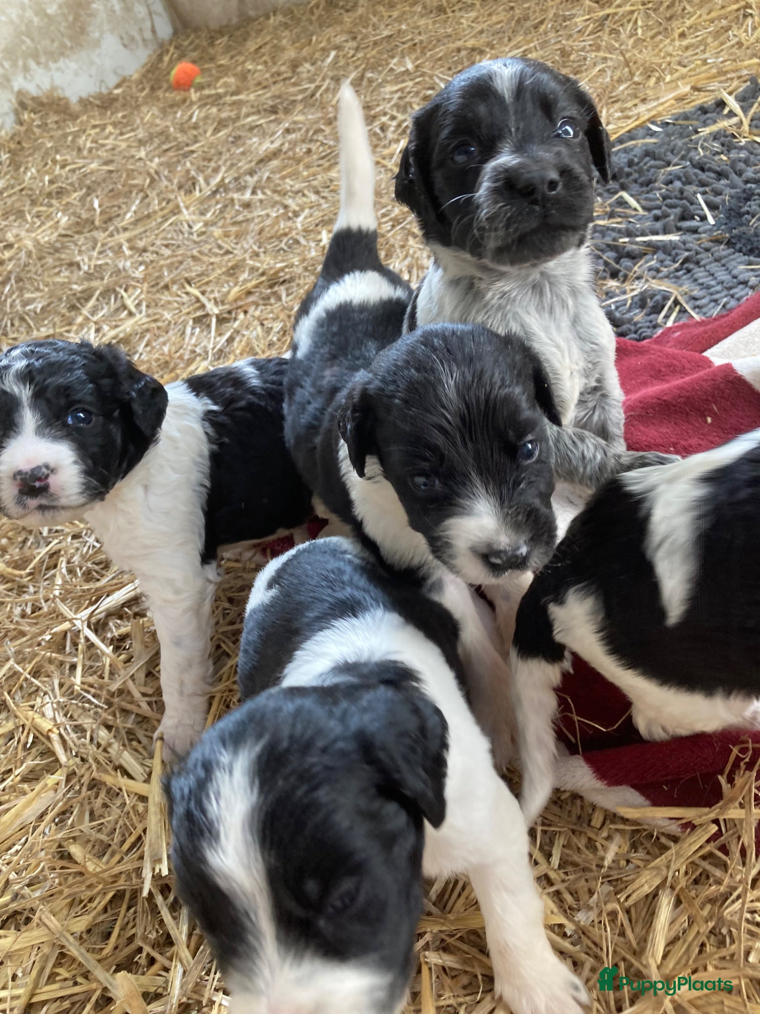 Kruising honden Heidewachtel/Friese Stabij/ Wetterhoun pups - Advertentie 2