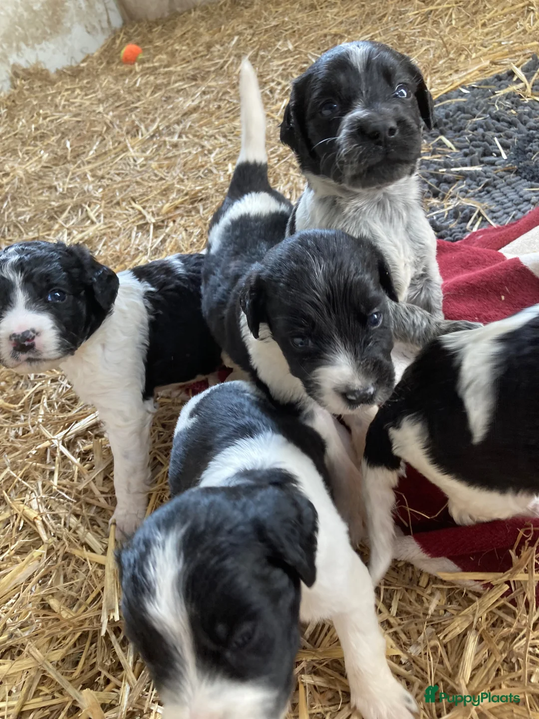 Kruising honden te koop: Heidewachtel/Friese Stabij/ Wetterhoun pups - Advertentie 2