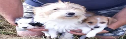 Jack Russel Terriër honden te koop: Jack russell pups met Stamboom!! - Advertentie 15